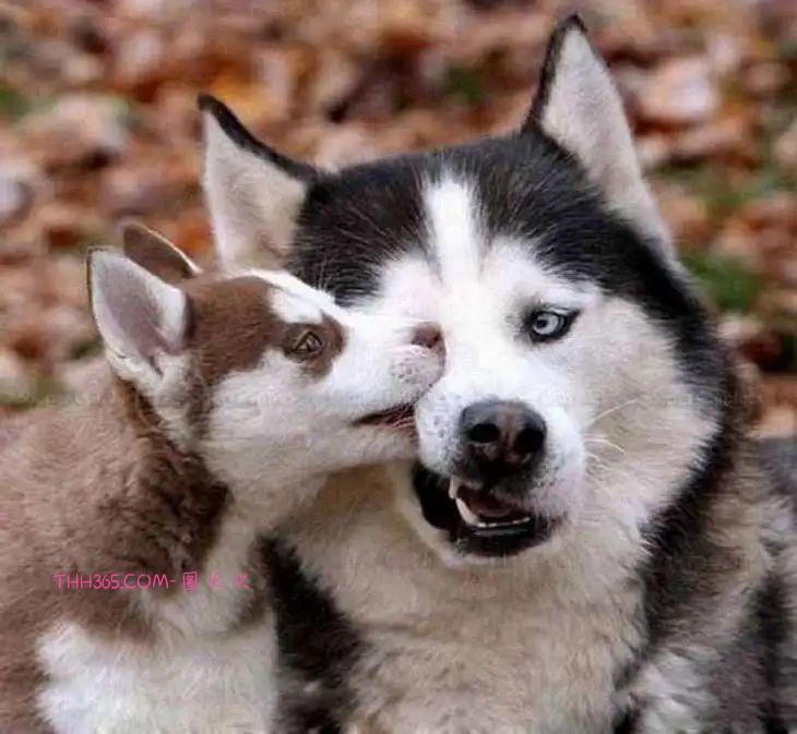 太搞笑了!动物父母的“带娃”史,原来也没那么简单插图1 太搞笑了!动物父母的“带娃”史,原来也没那么简单插图1