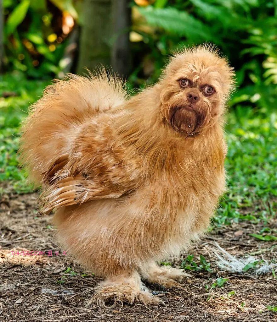 太有趣了!16幅异想天开的混搭动物,越看越有意思插图4 太有趣了!16幅异想天开的混搭动物,越看越有意思插图4