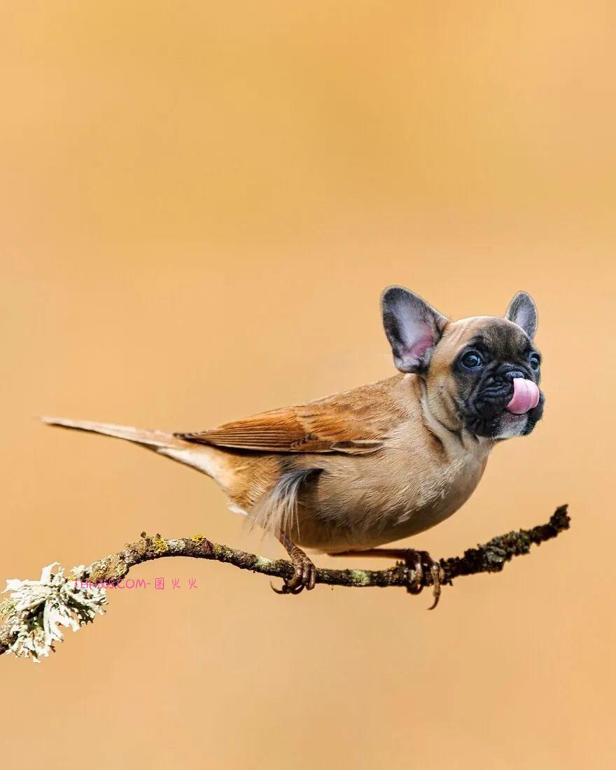 太有趣了!16幅异想天开的混搭动物,越看越有意思插图10 太有趣了!16幅异想天开的混搭动物,越看越有意思插图10