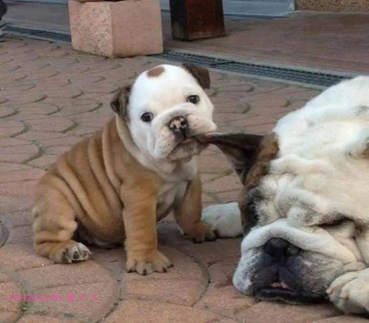 太搞笑了!动物父母的“带娃”史,原来也没那么简单插图5 太搞笑了!动物父母的“带娃”史,原来也没那么简单插图5