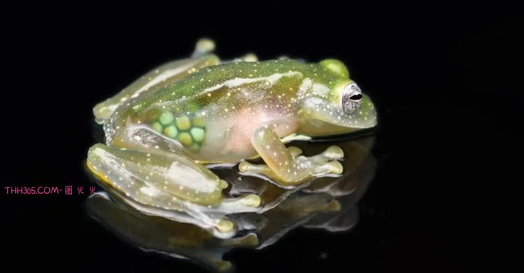 幽灵虾和海牛鱼,10种神奇的透明动物,你见过几个插图4 幽灵虾和海牛鱼,10种神奇的透明动物,你见过几个插图4