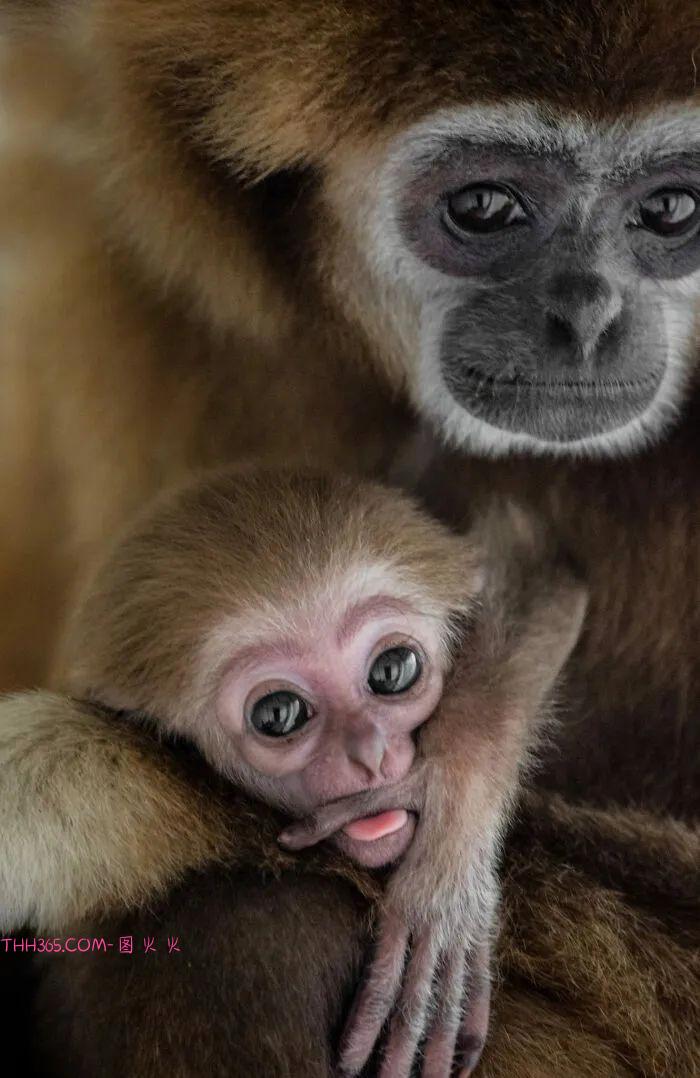 向动物妈妈致敬:15张照片,每一张看了都让人为之动容插图1 向动物妈妈致敬:15张照片,每一张看了都让人为之动容插图1