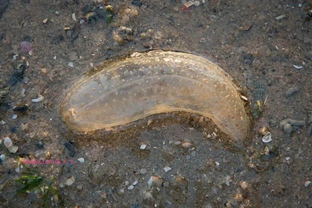 幽灵虾和海牛鱼,10种神奇的透明动物,你见过几个插图8 幽灵虾和海牛鱼,10种神奇的透明动物,你见过几个插图8