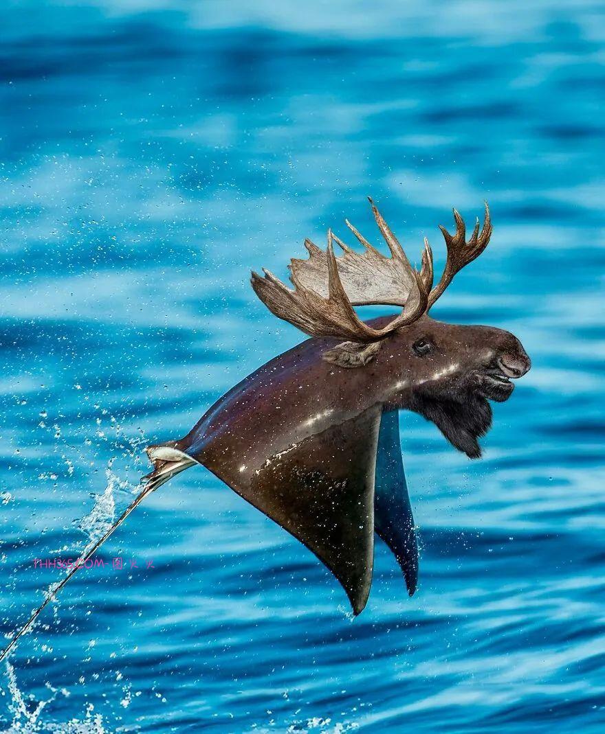 太有趣了!16幅异想天开的混搭动物,越看越有意思插图16 太有趣了!16幅异想天开的混搭动物,越看越有意思插图16