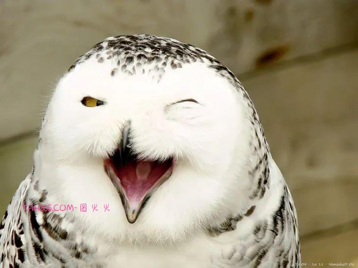 16种可爱的笑脸动物,边看边微笑插图5 16种可爱的笑脸动物,边看边微笑插图5