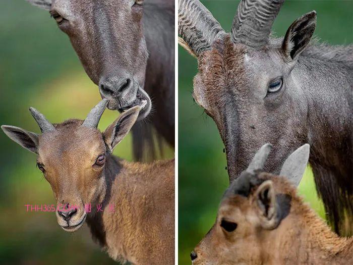 向动物妈妈致敬:15张照片,每一张看了都让人为之动容插图5 向动物妈妈致敬:15张照片,每一张看了都让人为之动容插图5