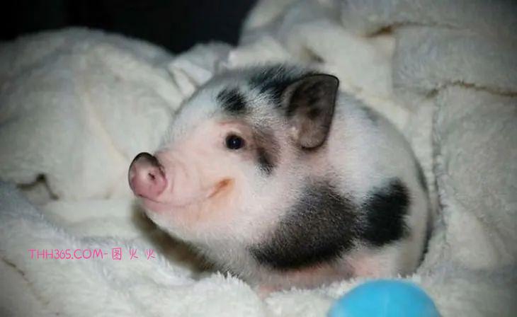 16种可爱的笑脸动物,边看边微笑插图1 16种可爱的笑脸动物,边看边微笑插图1