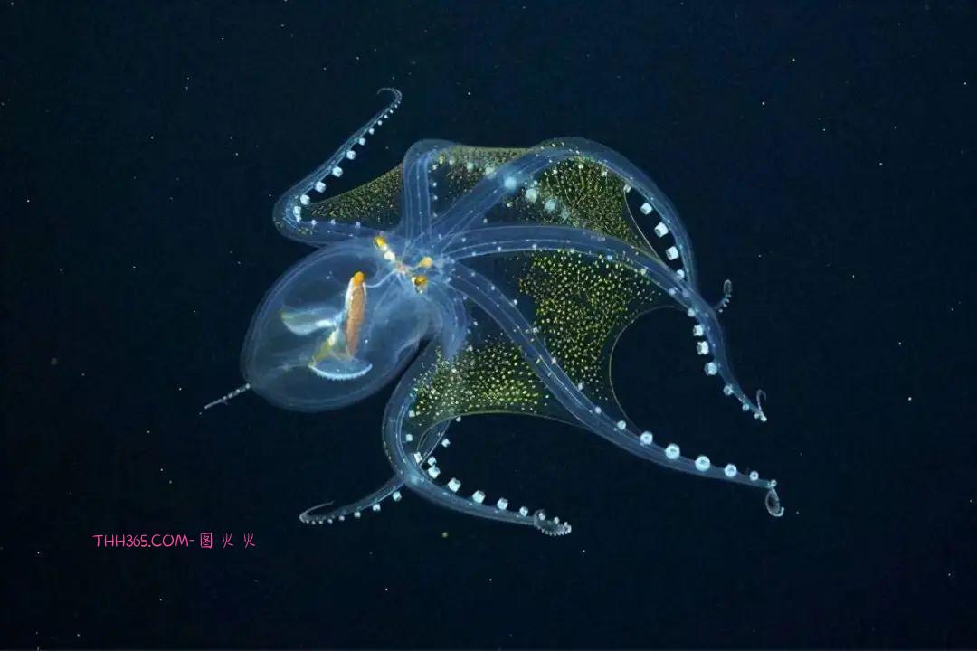 幽灵虾和海牛鱼,10种神奇的透明动物,你见过几个插图5 幽灵虾和海牛鱼,10种神奇的透明动物,你见过几个插图5