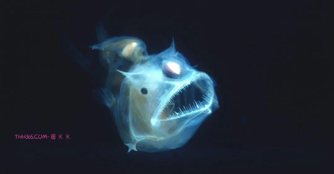 幽灵虾和海牛鱼,10种神奇的透明动物,你见过几个插图2 幽灵虾和海牛鱼,10种神奇的透明动物,你见过几个插图2