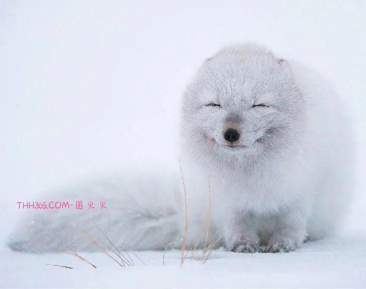 16种可爱的笑脸动物,边看边微笑插图16 16种可爱的笑脸动物,边看边微笑插图16