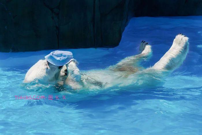 北极熊将一顶帽子玩出新戏法,网友:越看越想看,可爱极了!插图2 北极熊将一顶帽子玩出新戏法,网友:越看越想看,可爱极了!插图2