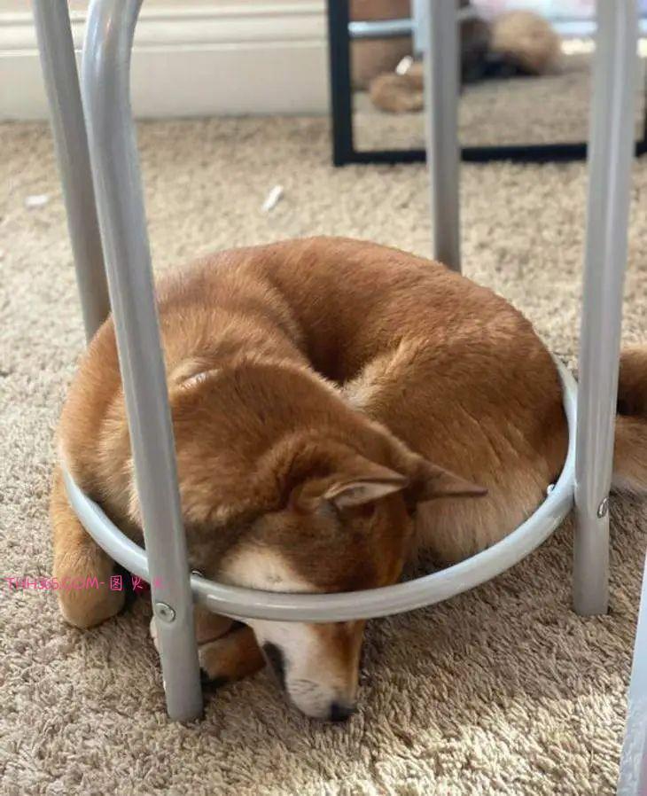 12张有趣的宠物图片，原来养宠物的生活也可以很有趣插图6