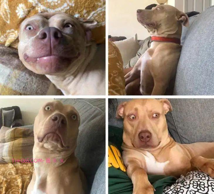 12张有趣的宠物图片，原来养宠物的生活也可以很有趣插图