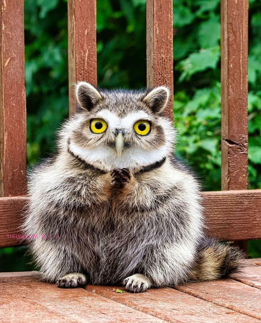 太有趣了!16幅异想天开的混搭动物,越看越有意思插图9 太有趣了!16幅异想天开的混搭动物,越看越有意思插图9