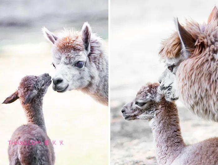 向动物妈妈致敬:15张照片,每一张看了都让人为之动容插图6 向动物妈妈致敬:15张照片,每一张看了都让人为之动容插图6