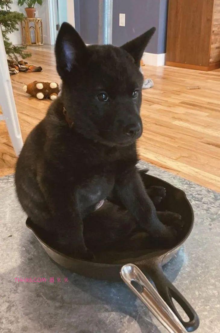 12张有趣的宠物图片，原来养宠物的生活也可以很有趣插图2