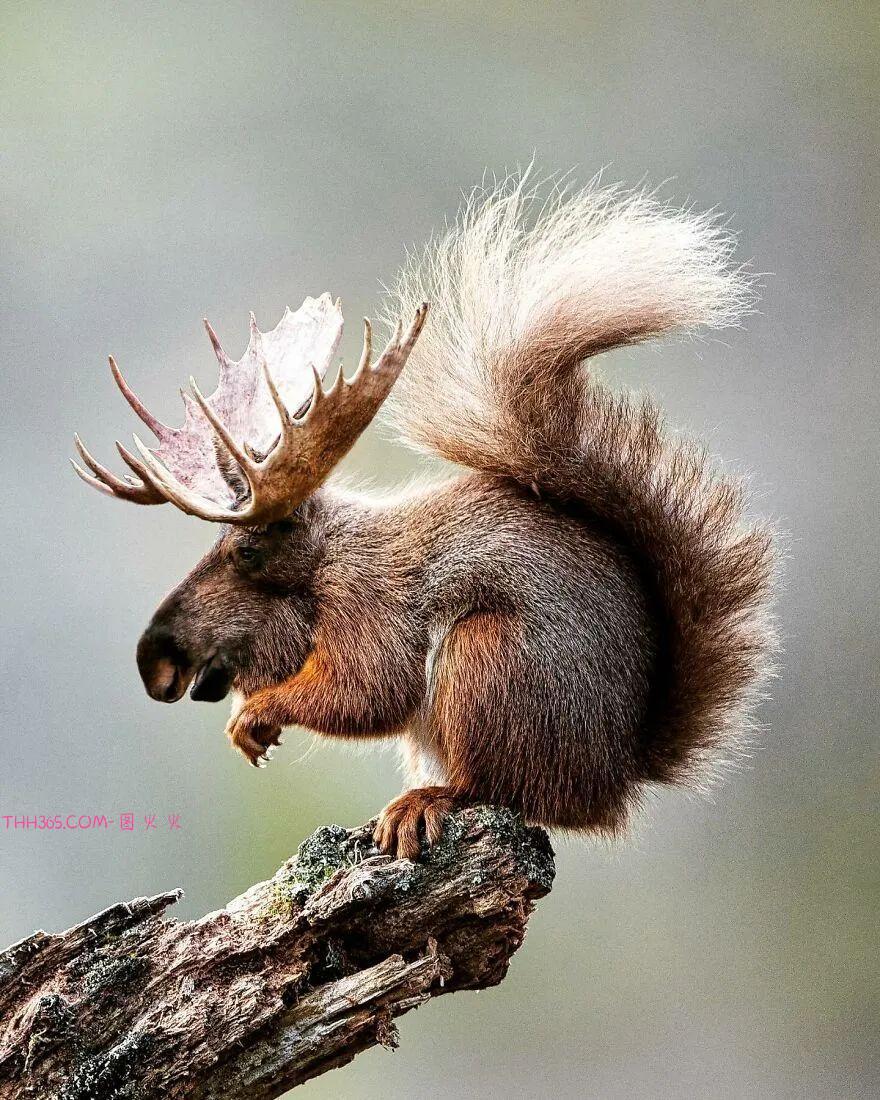 太有趣了!16幅异想天开的混搭动物,越看越有意思插图14 太有趣了!16幅异想天开的混搭动物,越看越有意思插图14