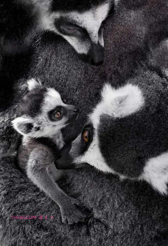 向动物妈妈致敬:15张照片,每一张看了都让人为之动容插图10 向动物妈妈致敬:15张照片,每一张看了都让人为之动容插图10