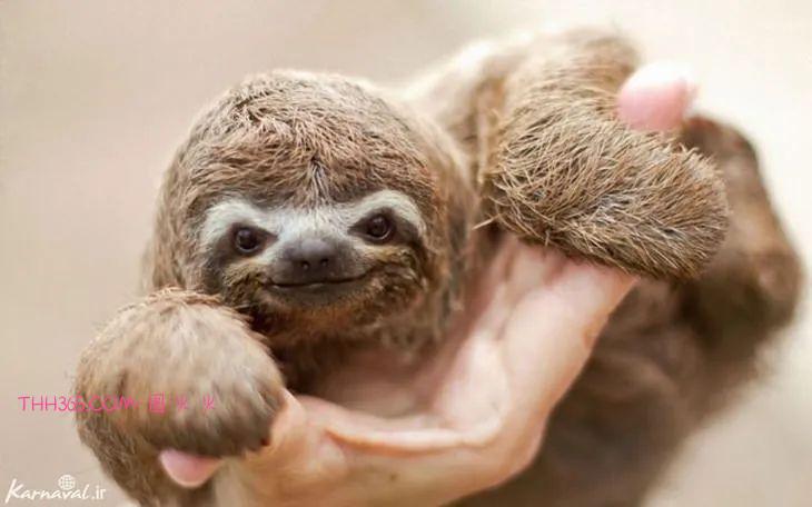 16种可爱的笑脸动物,边看边微笑插图3 16种可爱的笑脸动物,边看边微笑插图3