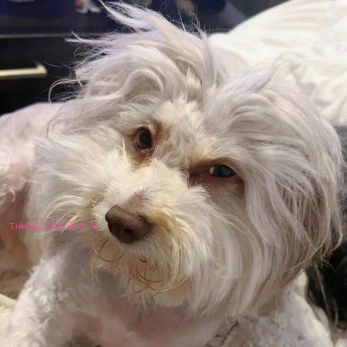 “带着人类微笑的狗狗”，融化了众多网友的心，意外走红插图4