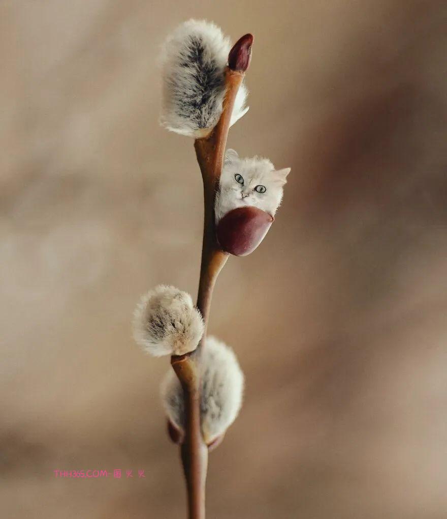 太有趣了!16幅异想天开的混搭动物,越看越有意思插图1 太有趣了!16幅异想天开的混搭动物,越看越有意思插图1
