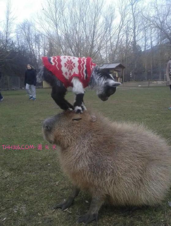 戴帽子的螃蟹，手掌大小的刺猬，看完这些小可爱，不信你不心动插图8