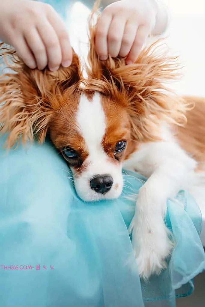 6款最适合青少年的宠物,让孩子拥有一份责任心插图3 6款最适合青少年的宠物,让孩子拥有一份责任心插图3