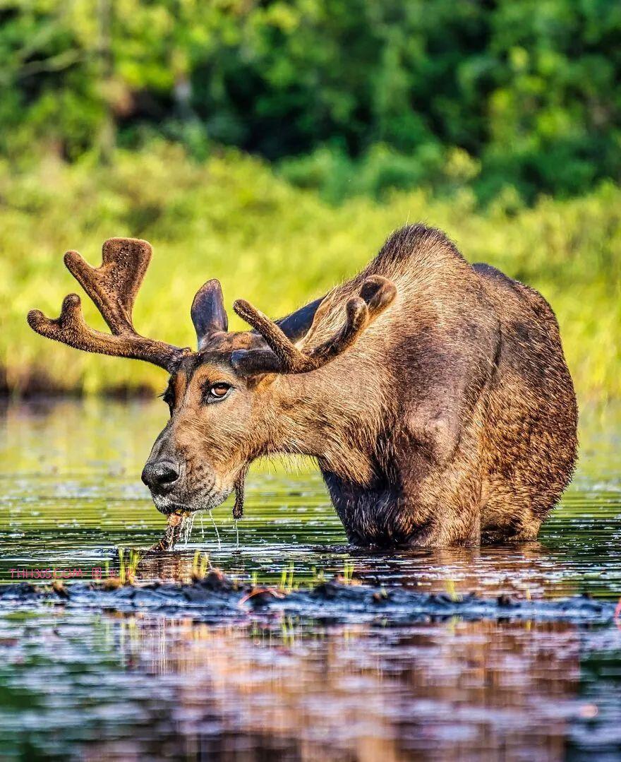 太有趣了!16幅异想天开的混搭动物,越看越有意思插图3 太有趣了!16幅异想天开的混搭动物,越看越有意思插图3