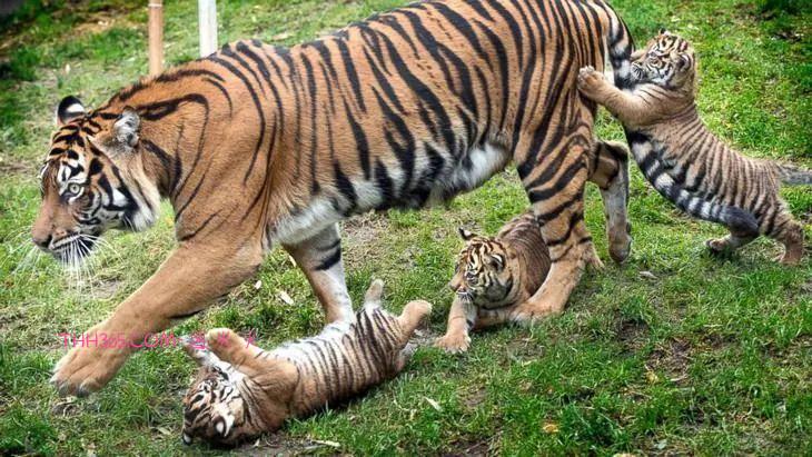 太搞笑了!动物父母的“带娃”史,原来也没那么简单插图6 太搞笑了!动物父母的“带娃”史,原来也没那么简单插图6