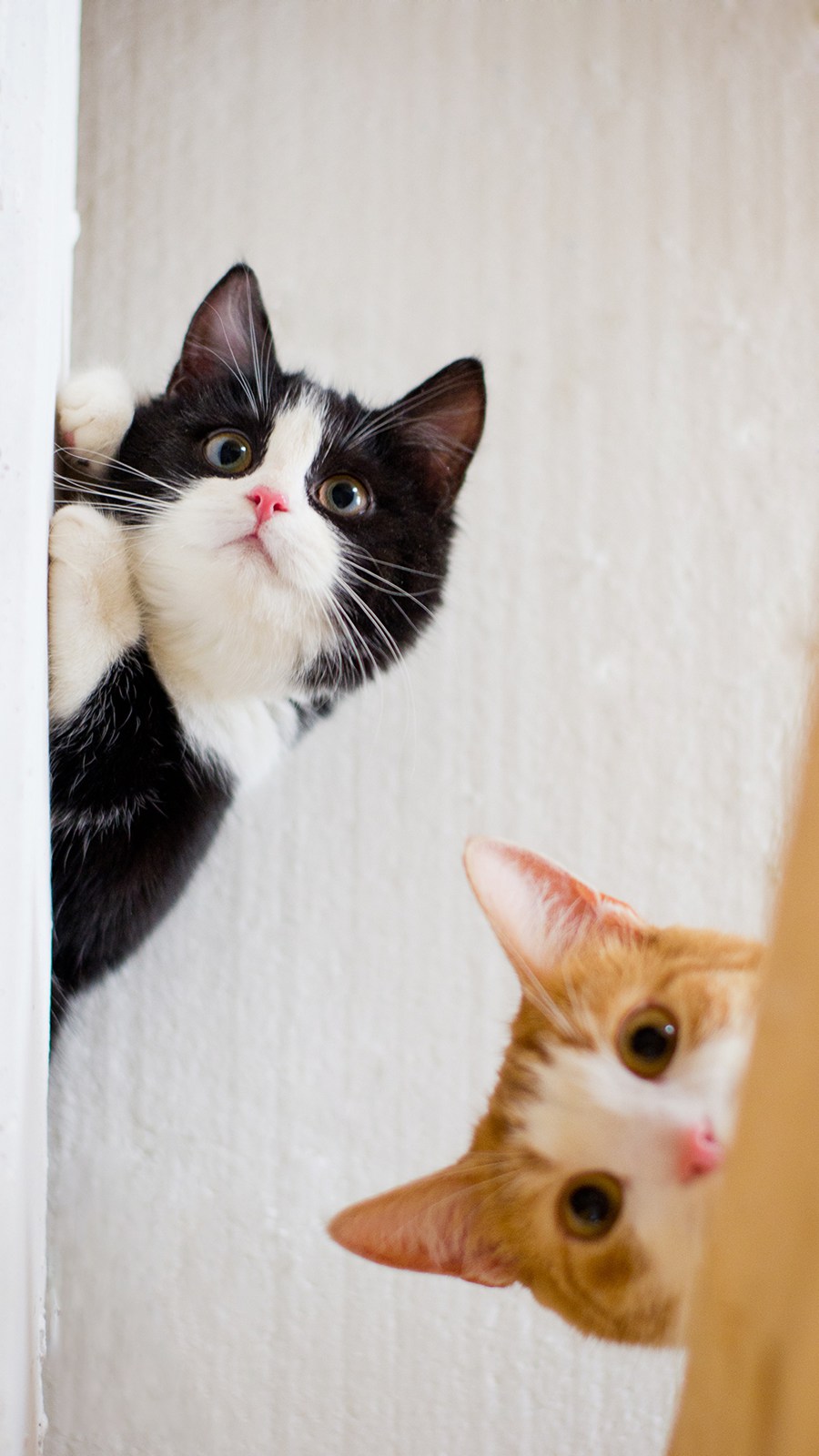 桌面壁纸 013 萌宠动物喵星人高清壁纸 插图