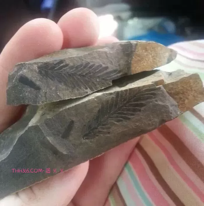 万万没想到!18个看起来普通的东西,里面居然藏着这些秘密!插图11 万万没想到!18个看起来普通的东西,里面居然藏着这些秘密!插图11