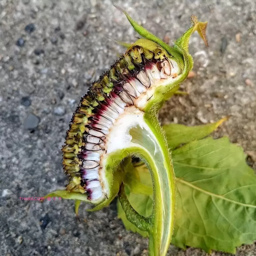 万万没想到!18个看起来普通的东西,里面居然藏着这些秘密!插图9 万万没想到!18个看起来普通的东西,里面居然藏着这些秘密!插图9