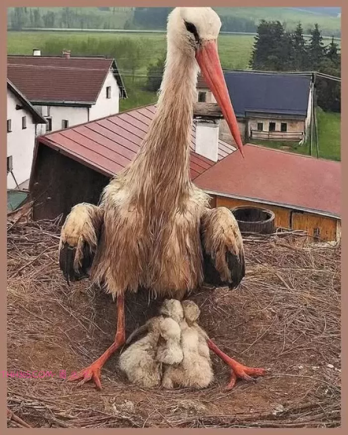 18个不可思议的事实:这个世界,比你以为的还精彩插图13 18个不可思议的事实:这个世界,比你以为的还精彩插图13