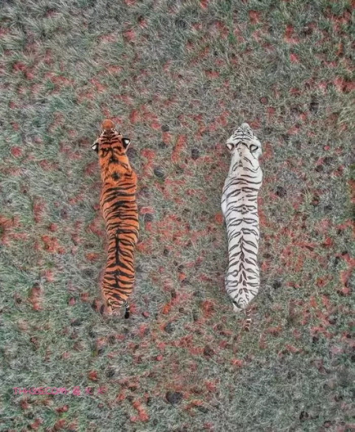 18个不可思议的事实:这个世界,比你以为的还精彩插图7 18个不可思议的事实:这个世界,比你以为的还精彩插图7