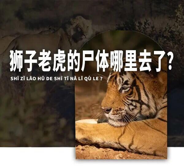 自然界中老死的狮子和老虎尸体为何罕见？它们去了哪里？