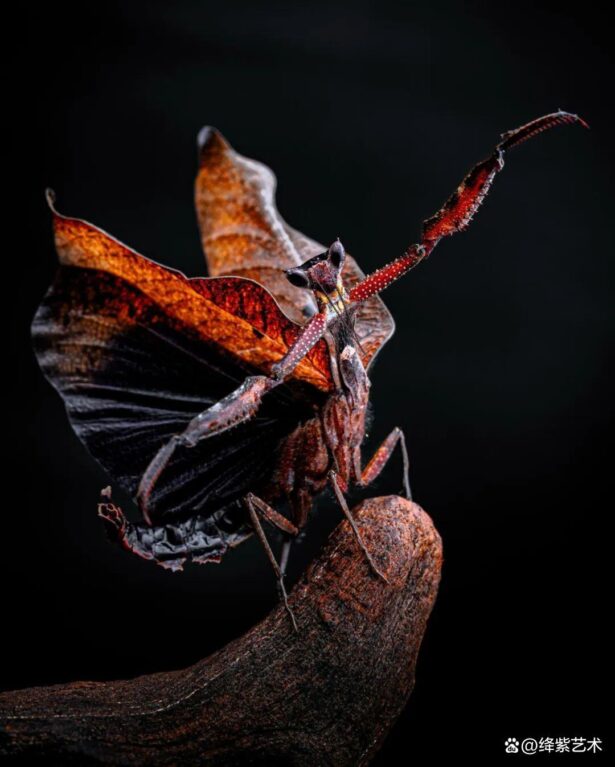 看之前，不就是一只螳螂吗？看之后，天使与恶魔的化身