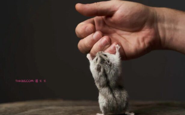 6款最适合青少年的宠物，让孩子拥有一份责任心