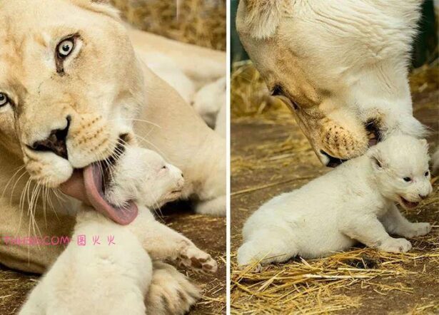 向动物妈妈致敬：15张照片，每一张看了都让人为之动容