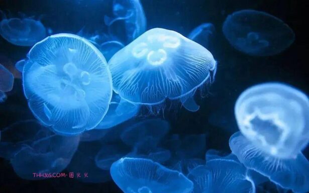 幽灵虾和海牛鱼，10种神奇的透明动物，你见过几个