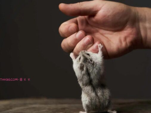 6款最适合青少年的宠物，让孩子拥有一份责任心