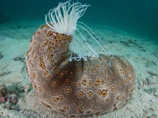 奇妙的无脑动物，5种无脑无思想的动物竟然也能生存