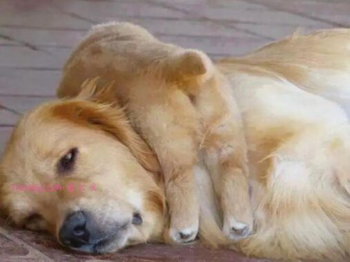 太搞笑了！动物父母的“带娃”史，原来也没那么简单