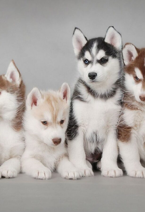 桌面壁纸 008 汪星人哈士奇幼犬5k壁纸 