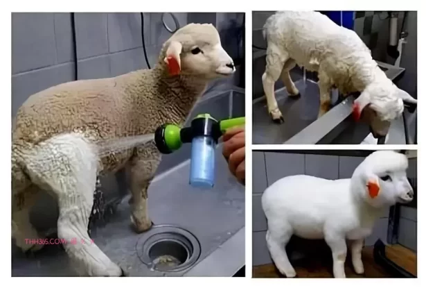 谁说生活无聊？24个治愈细节曝光！