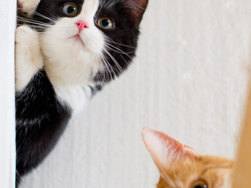 桌面壁纸 013 萌宠动物喵星人高清壁纸 