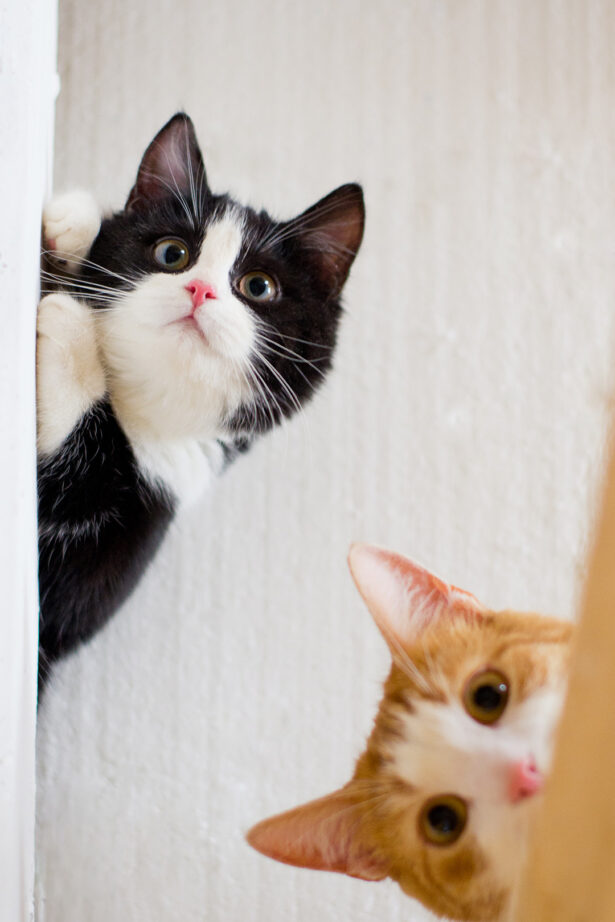 桌面壁纸 013 萌宠动物喵星人高清壁纸 